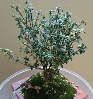 The bonsai to be automated