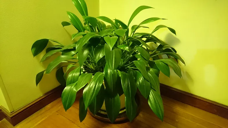 Let me introduce you to my child!